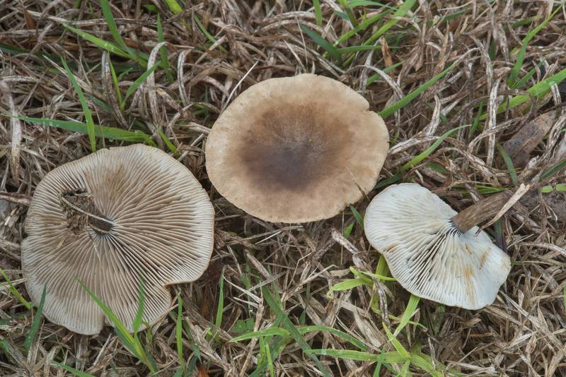 <B>Melanoleuca melaleuca</B>(?) mushrooms in Bee Creek Park. College Station, Texas, <A HREF="../date-en/2018-02-24.htm">February 24, 2018</A>
