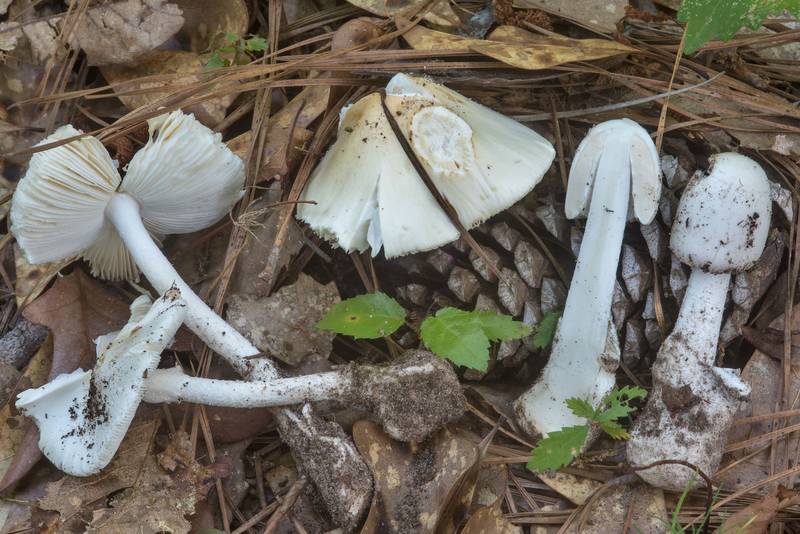 Amanita sect. Phalloideae (left), Amanita sect. Vaginatae (middle), and <B>Amanita hygroscopica</B>(?) (right) mushrooms near a small dried shallow pond on Caney Creek Trail (Little Lake Creek Loop Trail) in Sam Houston National Forest, near Huntsville. Texas, <A HREF="../date-en/2018-06-09.htm">June 9, 2018</A>