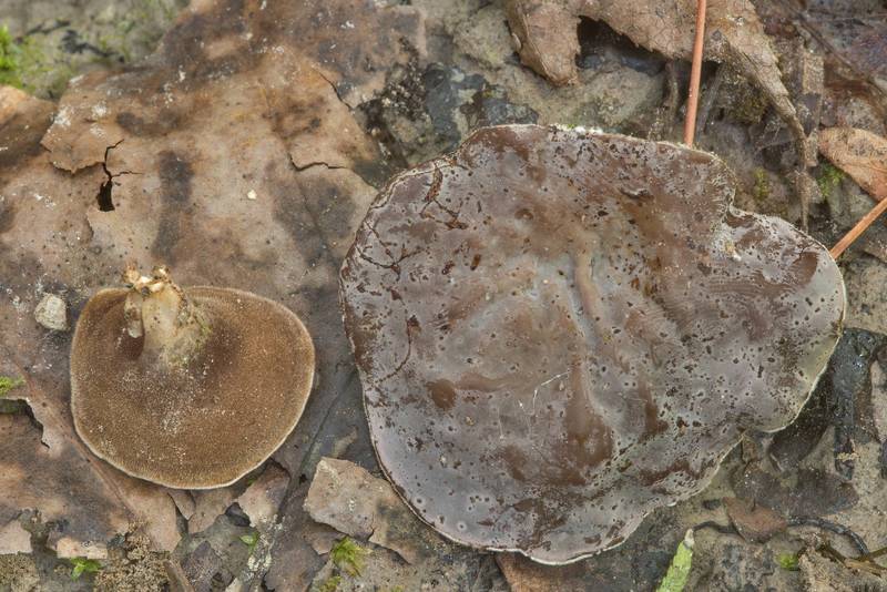 Caps of cloud ear jelly mushrooms (<B>Auricularia nigricans</B>, Auricularia polytricha) at Center for Biological Field Studies on Fish Hatchery Road. Huntsville, Texas, <A HREF="../date-en/2018-09-16.htm">September 16, 2018</A>