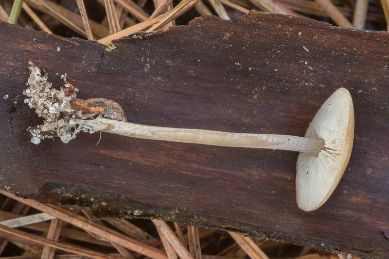 Conifercone cap mushroom (Baeospora myosura) found among pine needles on Caney Creek section of Lone Star Hiking Trail in Sam Houston National Forest near Huntsville. Texas, November 4, 2018