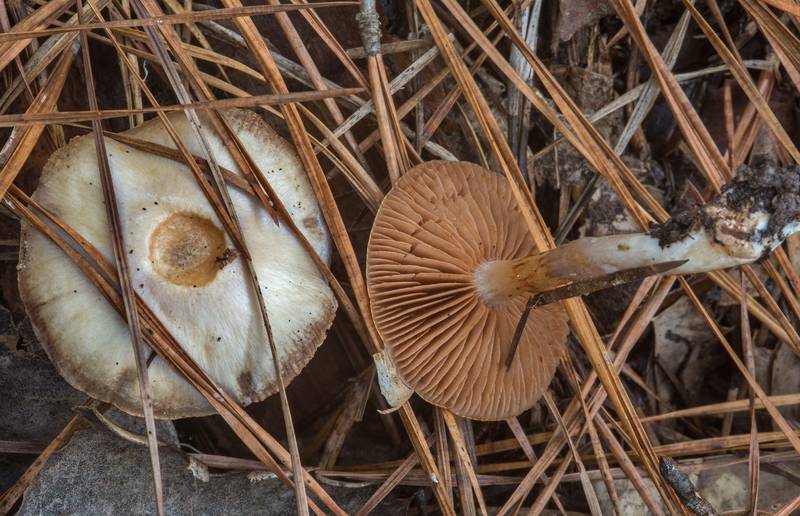 Webcap mushrooms Cortinarius iodes in Big Creek Scenic Area of Sam Houston National Forest. Shepherd, Texas, November 23, 2018