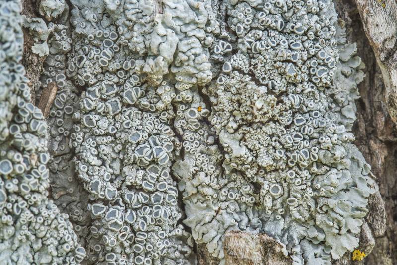 Frosted rosette lichen (<B>Physcia biziana</B>) with pruina on an oak in open area in cemetery at Mission de Cristo Jesus Church at road 259 in Port Sullivan, west from Hearne. Texas, <A HREF="../date-en/2019-01-08.htm">January 8, 2019</A>