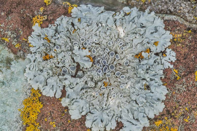 Frosted rosette lichen (Physcia biziana) on a brick shrine in cemetery at Mission de Cristo Jesus Church at road 259 in Port Sullivan, west from Hearne. Texas, January 8, 2019