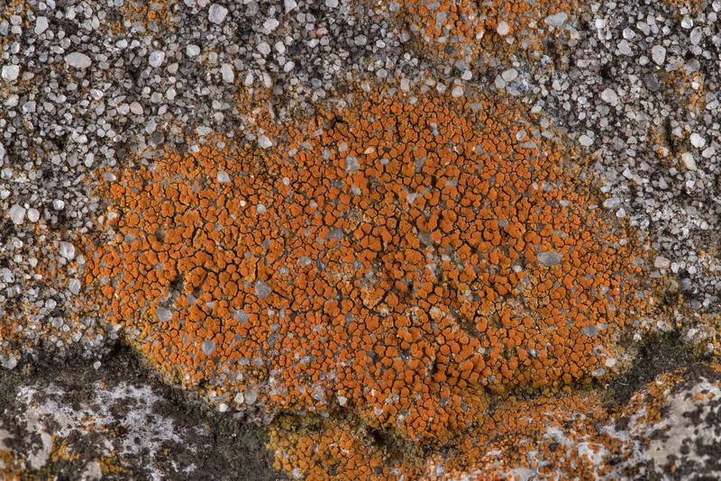 Firedot lichen Xanthocarpia crenulatella (Caloplaca crenulatella) on erosion control stones in Washington-on-the-Brazos State Historic Site. Washington, Texas, January 23, 2019