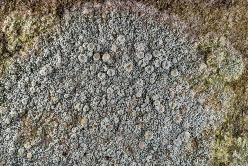 Rosy saucer lichen (<B>Ochrolechia trochophora</B>) on a tombstone in Old Independence Cemetery near Independence. Texas, <A HREF="../date-en/2019-02-10.htm">February 10, 2019</A>