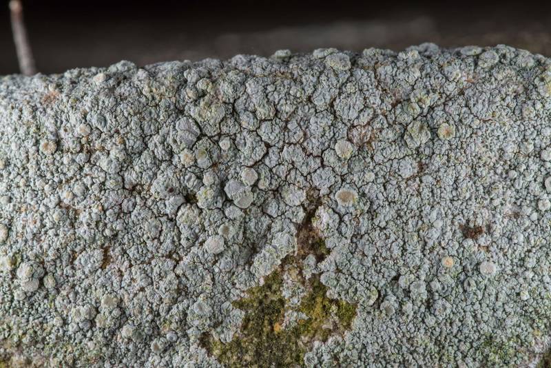 Rosy saucer lichen (<B>Ochrolechia trochophora</B>) on upper edge of an old tombstone in Old Independence Cemetery near Independence. Texas, <A HREF="../date-en/2019-02-10.htm">February 10, 2019</A>