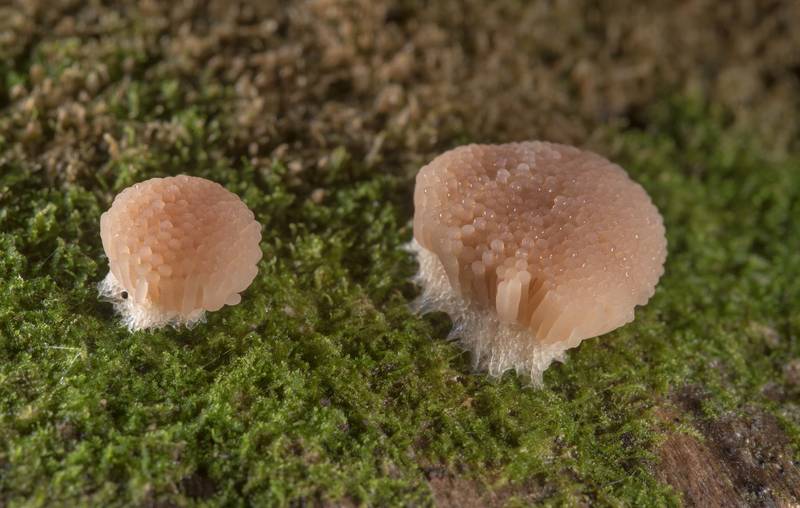 Side view of <B>Tubifera dimorphotheca</B>(?) slime mold on a large mossy pine log on Caney Creek Trail (Little Lake Creek Loop Trail) in Sam Houston National Forest near Huntsville. Texas, <A HREF="../date-en/2019-06-07.htm">June 7, 2019</A>