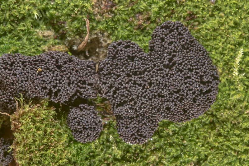 Mature <B>Tubifera dimorphotheca</B>(?) slime mold on a large mossy pine log on Caney Creek Trail (Little Lake Creek Loop Trail) in Sam Houston National Forest near Huntsville. Texas, <A HREF="../date-en/2019-06-07.htm">June 7, 2019</A>