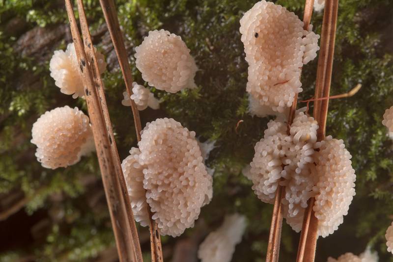 <B>Tubifera dimorphotheca</B>(?) slime mold on a mossy pine log on Caney Creek Trail (Little Lake Creek Loop Trail) in Sam Houston National Forest near Huntsville. Texas, <A HREF="../date-en/2019-06-07.htm">June 7, 2019</A>