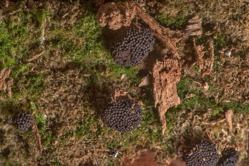 Sporangia of slime mold <B>Tubifera dimorphotheca</B>(?) on a log on Lone Star Hiking Trail near Pole Creek in Sam Houston National Forest. Richards, Texas, <A HREF="../date-en/2019-06-11.htm">June 11, 2019</A>