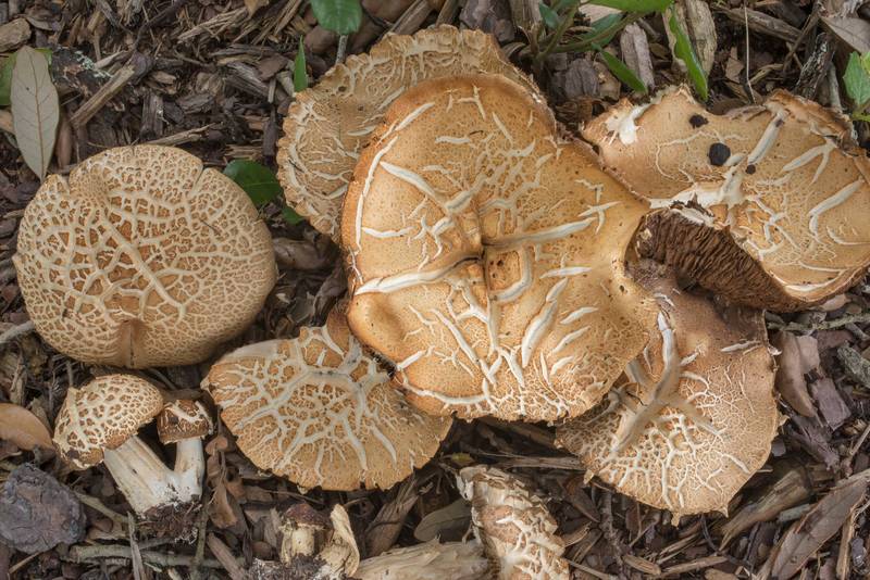 Bearded fieldcap mushrooms (Agrocybe dura, Agrocybe praecox group) with cracked caps on wood chips under a live oak on the university golf course at Texas Avenue. College Station, Texas, July 2, 2019