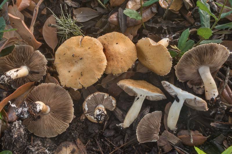 Bearded fieldcap mushrooms (Agrocybe dura, Agrocybe praecox group) under a live oak on the university golf course at Texas Avenue. College Station, Texas, August 6, 2019