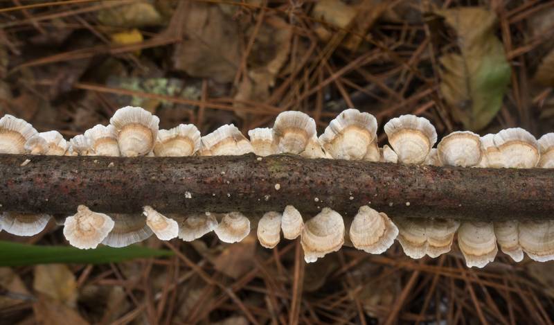 Mushrooms Stereum striatum on a fallen twig on Winters Bayou Trail in Sam Houston National Forest. Cleveland, Texas, September 28, 2019