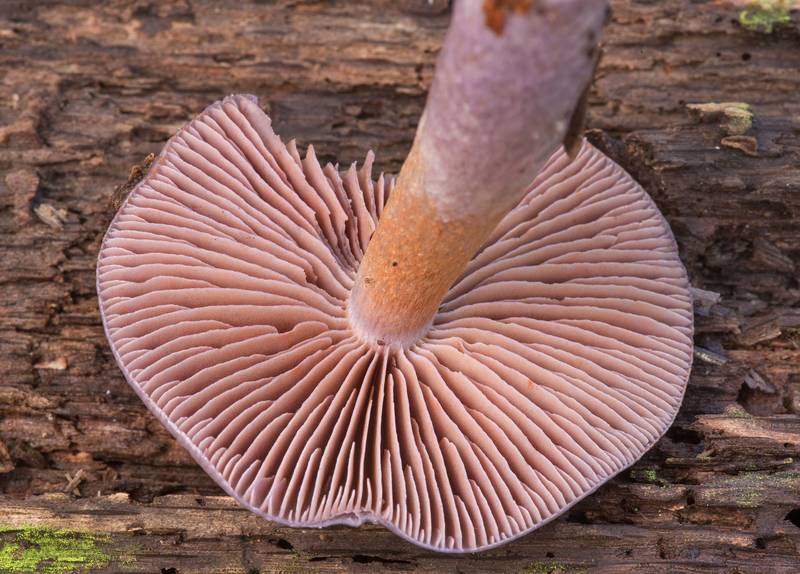 Gills of a webcap mushroom Cortinarius iodes at Big Creek Scenic Area of Sam Houston National Forest. Shepherd, Texas, November 2, 2019