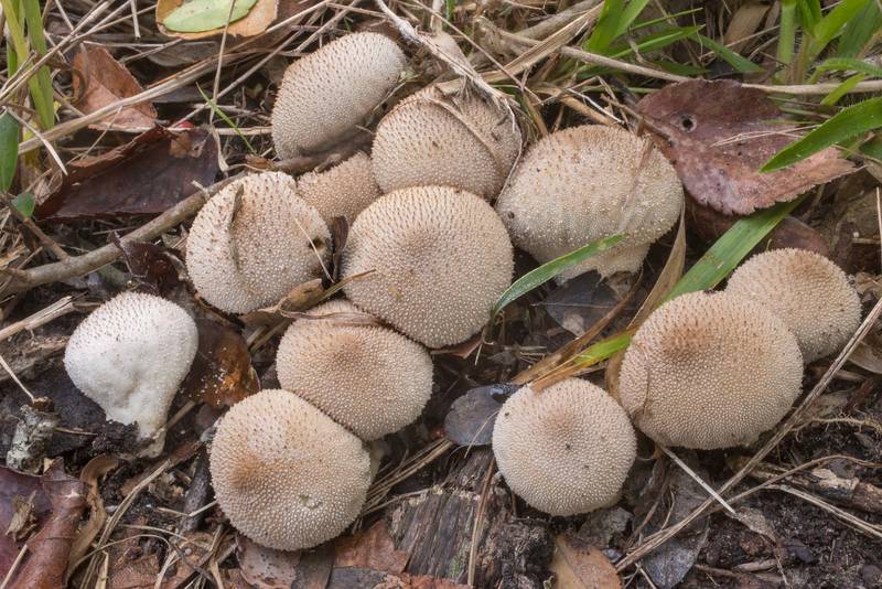 Spiked puffball mushrooms (Lycoperdon perlatum) on Yaupon Loop Trail in Lick Creek Park. College Station, Texas, November 13, 2019