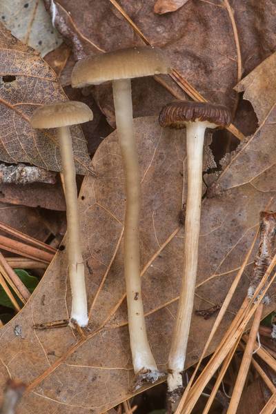 Side view of a lined meadowcap mushroom (<B>Gamundia striatula</B>)(?) in a pine forest on Winters Bayou Trail in Sam Houston National Forest. Cleveland, Texas, <A HREF="../date-en/2019-12-07.htm">December 7, 2019</A>