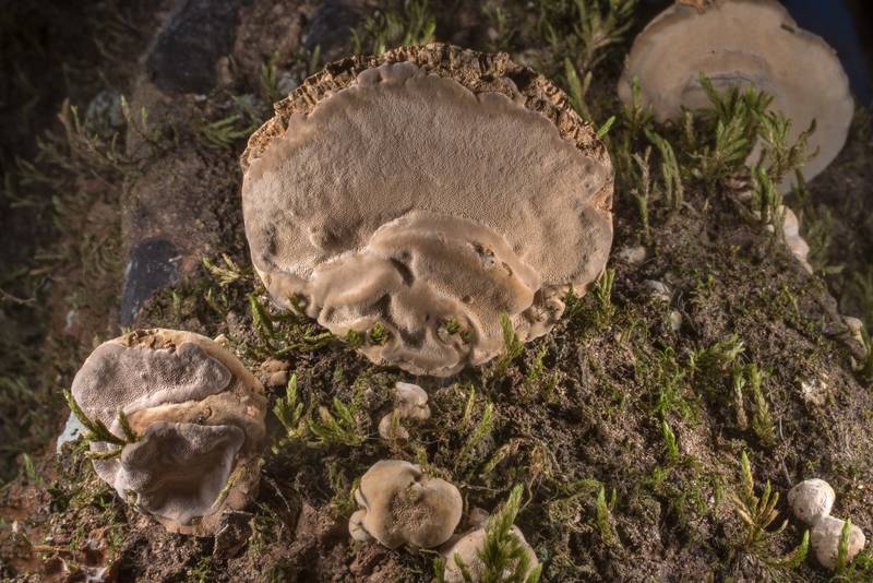 Bracket polypore mushrooms Trametes nivosa on a dry standing tree near the creek in Big Creek Scenic Area of Sam Houston National Forest. Shepherd, Texas, January 19, 2020