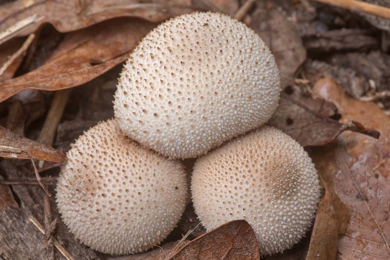 Spiked puffball mushrooms (Lycoperdon perlatum) in Lick Creek Park. College Station, Texas, February 5, 2020