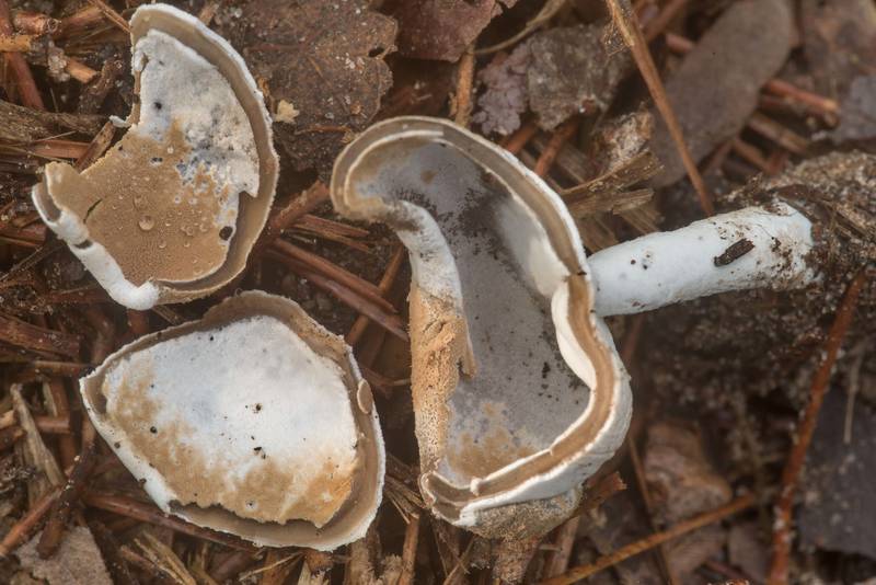 Dissected cup mushroom Helvella macropus with mold-like fungus <B>Hypomyces cervinus</B> on Richards Loop Trail in Sam Houston National Forest. Texas, <A HREF="../date-en/2020-04-06.htm">April 6, 2020</A>