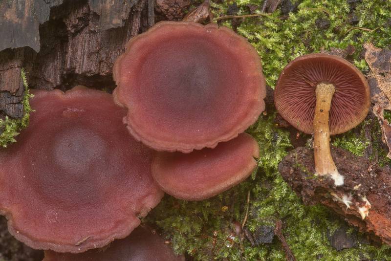 Mushrooms <B>Callistosporium purpureomarginatum</B> on rotting oak wood on Caney Creek Trail (Little Lake Creek Loop Trail) in Sam Houston National Forest north from Montgomery. Texas, <A HREF="../date-en/2020-04-10.htm">April 10, 2020</A>