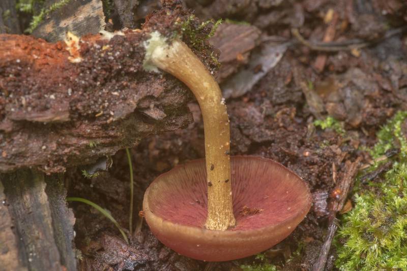 Side view of a mushroom Callistosporium purpureomarginatum on brown rotting oak wood on Caney Creek Trail (Little Lake Creek Loop Trail) in Sam Houston National Forest north from Montgomery. Texas, April 10, 2020