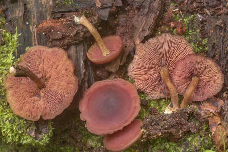 Caps and gills of mushrooms Callistosporium purpureomarginatum on brown rotting oak wood on Caney Creek Trail (Little Lake Creek Loop Trail) in Sam Houston National Forest north from Montgomery. Texas, April 10, 2020