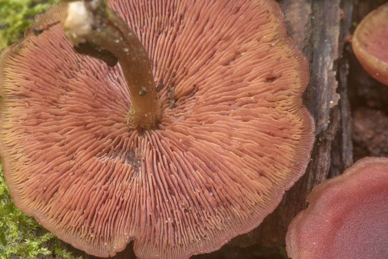 Close-up of gills of a mushroom Callistosporium purpureomarginatum on Caney Creek Trail (Little Lake Creek Loop Trail) in Sam Houston National Forest north from Montgomery. Texas, April 10, 2020