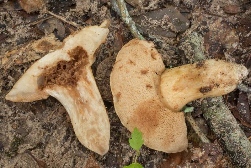 Marbling in cross section of bolete mushrooms Tylopilus rhodoconius on a sandy terrace on a bend of the creek on Caney Creek Trail (Little Lake Creek Loop Trail) in Sam Houston National Forest north from Montgomery. Texas, May 17, 2020