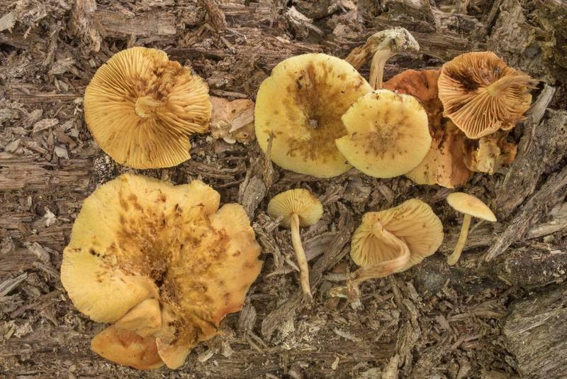 Rustgill mushrooms Gymnopilus luteoviridis on rotting wood near an oxbow in Lick Creek Park. College Station, Texas, May 22, 2020