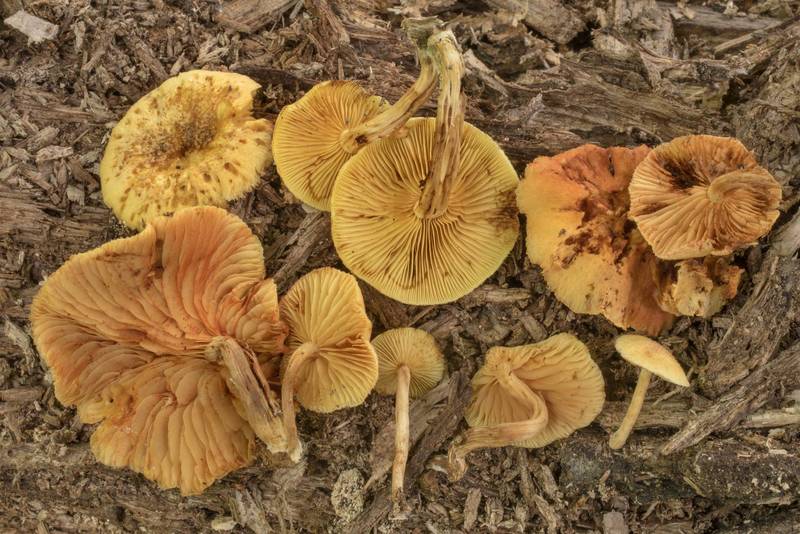 Rustgill mushrooms Gymnopilus luteoviridis on an oak(?) log in Lick Creek Park. College Station, Texas, May 22, 2020