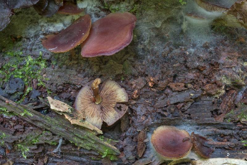 Mushrooms Callistosporium purpureomarginatum on dark brown rotten wood of an oak on Caney Creek Trail (Little Lake Creek Loop Trail) in Sam Houston National Forest north from Montgomery. Texas, May 31, 2020