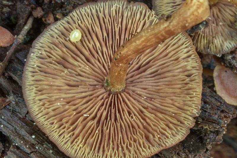 Gills of a mushroom Callistosporium purpureomarginatum on Caney Creek Trail (Little Lake Creek Loop Trail) in Sam Houston National Forest north from Montgomery. Texas, May 31, 2020
