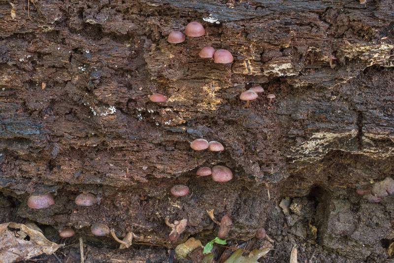 Mushrooms <B>Callistosporium purpureomarginatum</B> on a completely rotten log on Caney Creek Trail (Little Lake Creek Loop Trail) in Sam Houston National Forest north from Montgomery. Texas, <A HREF="../date-en/2020-05-31.htm">May 31, 2020</A>