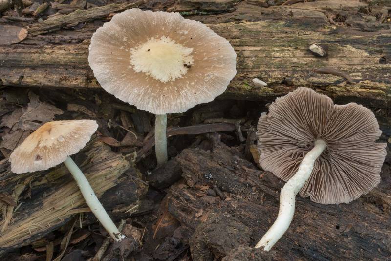 Pale brittlestem mushrooms (<B>Psathyrella candolleana</B>) in Lick Creek Park. College Station, Texas, <A HREF="../date-en/2020-06-02.htm">June 2, 2020</A>