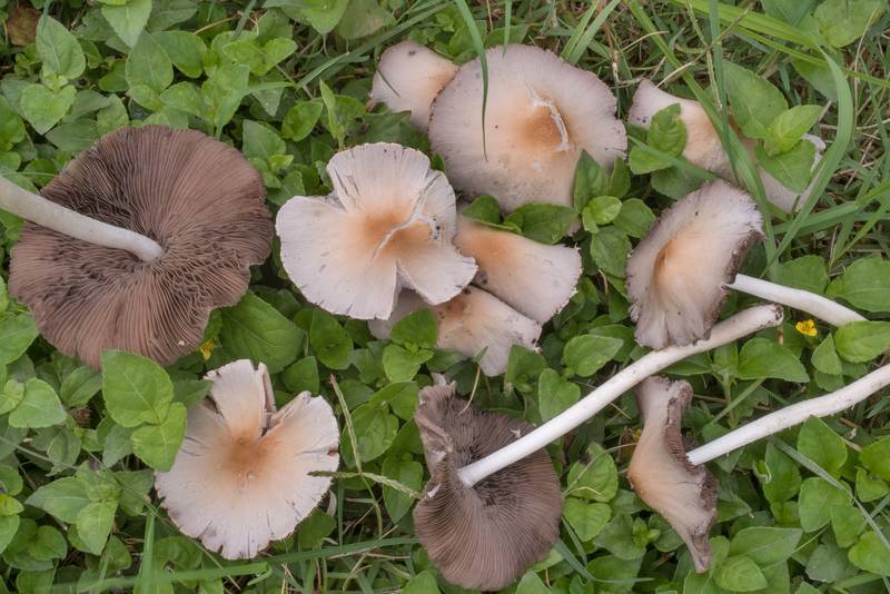 Pale brittlestem mushrooms (Psathyrella candolleana) among grass on a lawn in Bee Creek Park. College Station, Texas, June 30, 2020