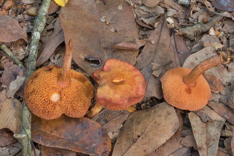 Bolete mushrooms <B>Chalciporus pseudorubinellus</B> on a sandy path covered by oak leaves in Lick Creek Park. College Station, Texas, <A HREF="../date-en/2020-09-15.htm">September 15, 2020</A>