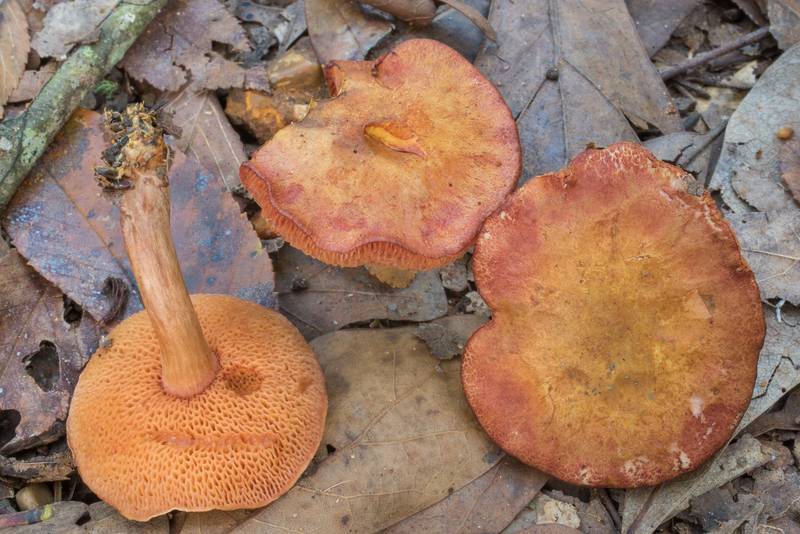 Orange caps of bolete mushrooms Chalciporus pseudorubinellus on a sandy path covered by oak leaves in Lick Creek Park. College Station, Texas, September 15, 2020