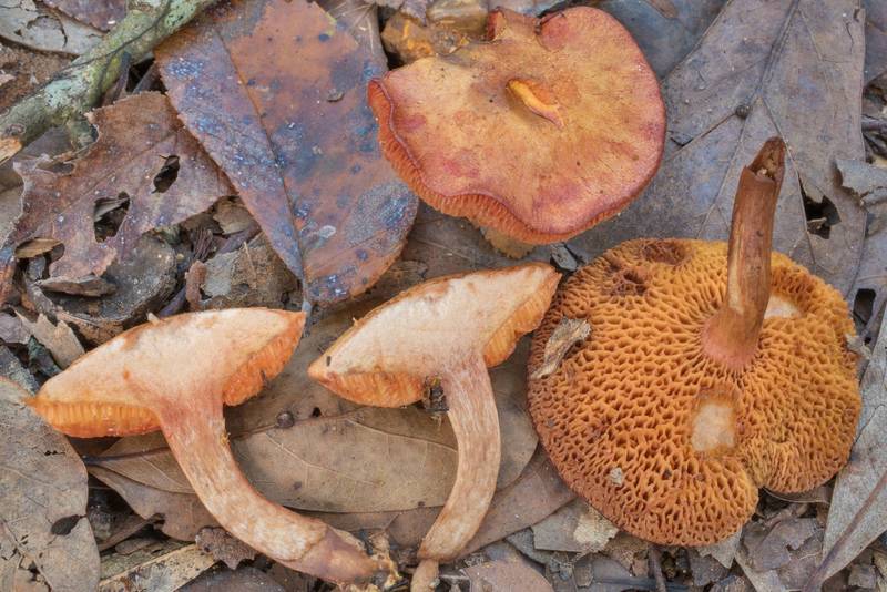 Dissected bolete mushrooms Chalciporus pseudorubinellus on a sandy path covered by oak leaves in Lick Creek Park. College Station, Texas, September 15, 2020