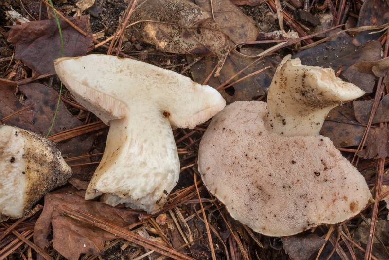 Cross section of a bolete mushroom Tylopilus rhodoconius on Chinquapin Trail in Huntsville State Park. Texas, September 24, 2020