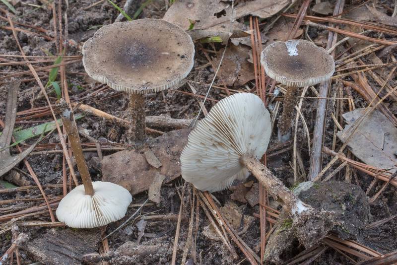 Bald knight (Melanoleuca melaleuca)(?) mushrooms on Richards Loop Trail in Sam Houston National Forest. Texas, September 25, 2020
