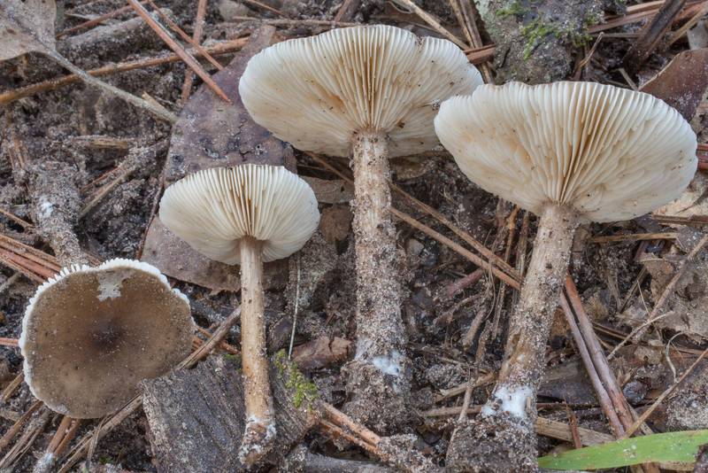 Underside of bald knight (Melanoleuca melaleuca)(?) mushrooms on Richards Loop Trail in Sam Houston National Forest. Texas, September 25, 2020