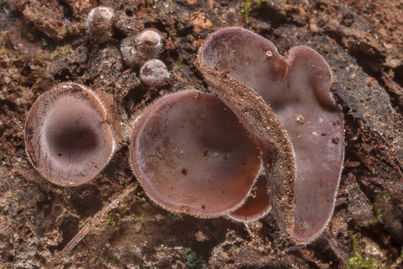 Cloud ear jelly mushrooms (Auricularia nigricans) on a log on Chinquapin Trail in Huntsville State Park. Texas, October 30, 2020