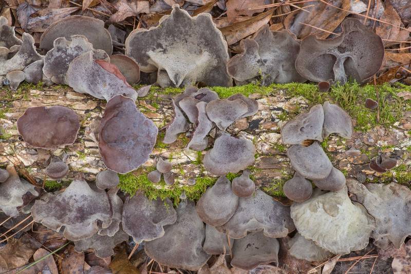 Hairy caps of cloud ear jelly mushrooms (Auricularia nigricans) on a fallen branch on Four Notch Loop Trail of Sam Houston National Forest near Huntsville. Texas, January 23, 2021