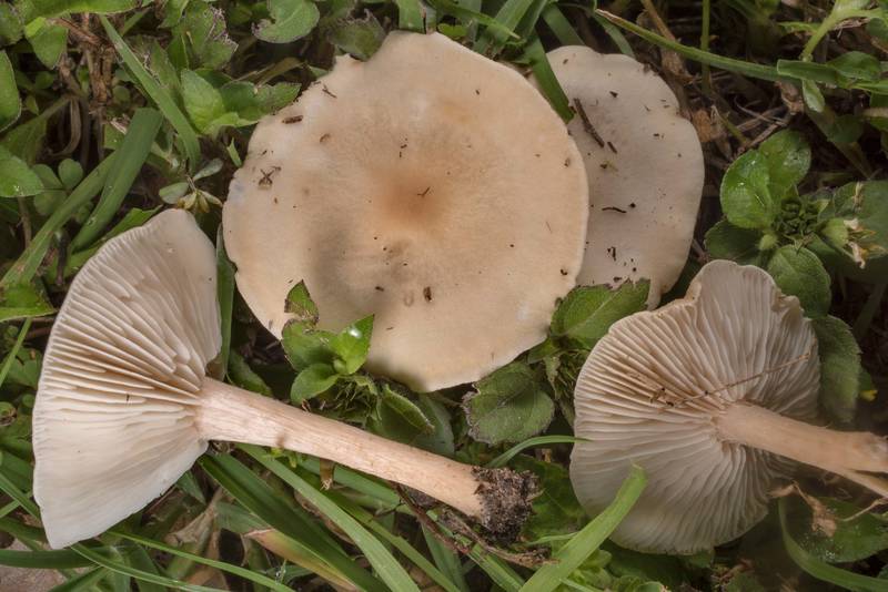 Mushrooms <B>Melanoleuca melaleuca</B>(?) on a lawn in Bee Creek Park. College Station, Texas, <A HREF="../date-en/2021-04-28.htm">April 28, 2021</A>