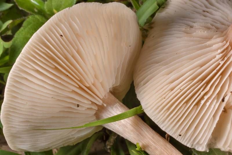 Gills of mushrooms <B>Melanoleuca melaleuca</B>(?) on a lawn in Bee Creek Park. College Station, Texas, <A HREF="../date-en/2021-04-28.htm">April 28, 2021</A>