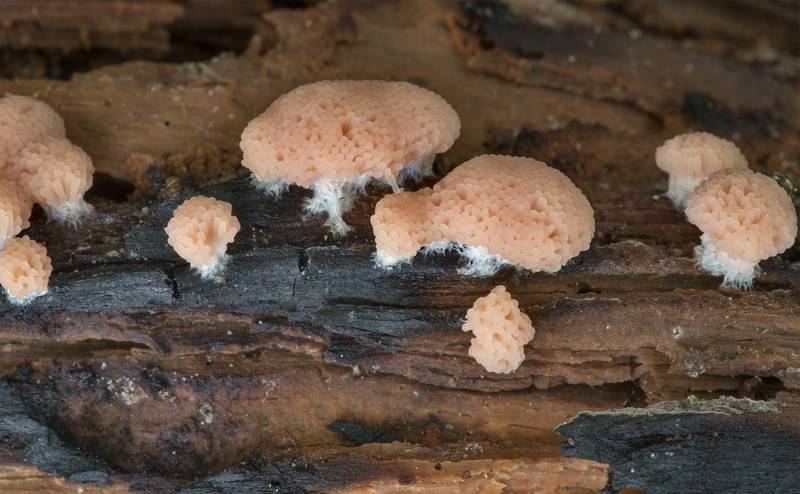 Slime mold Tubifera dimorphotheca on a partially burned log near Pole Creek on North Wilderness Trail of Little Lake Creek Wilderness in Sam Houston National Forest north from Montgomery. Texas, June 8, 2021