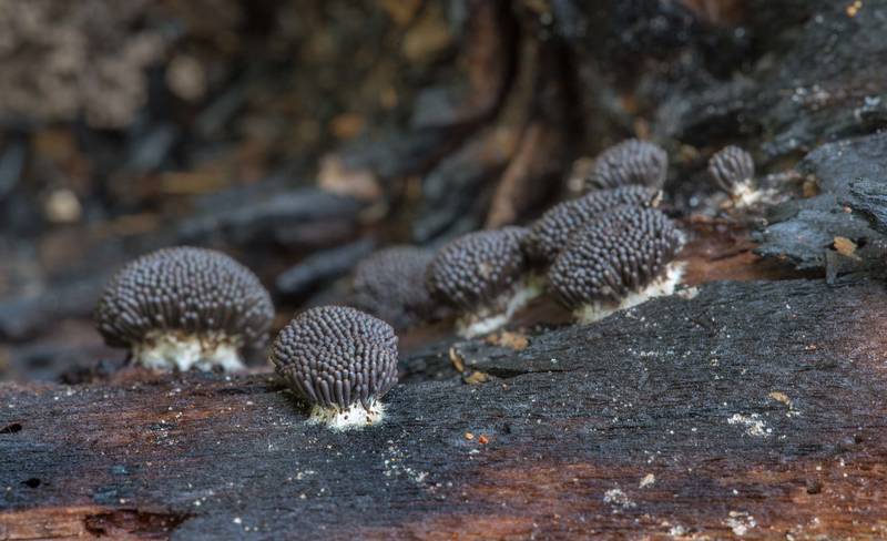 Side view of mature stage of slime mold Tubifera dimorphotheca on a log near Pole Creek on North Wilderness Trail of Little Lake Creek Wilderness in Sam Houston National Forest north from Montgomery. Texas, June 8, 2021