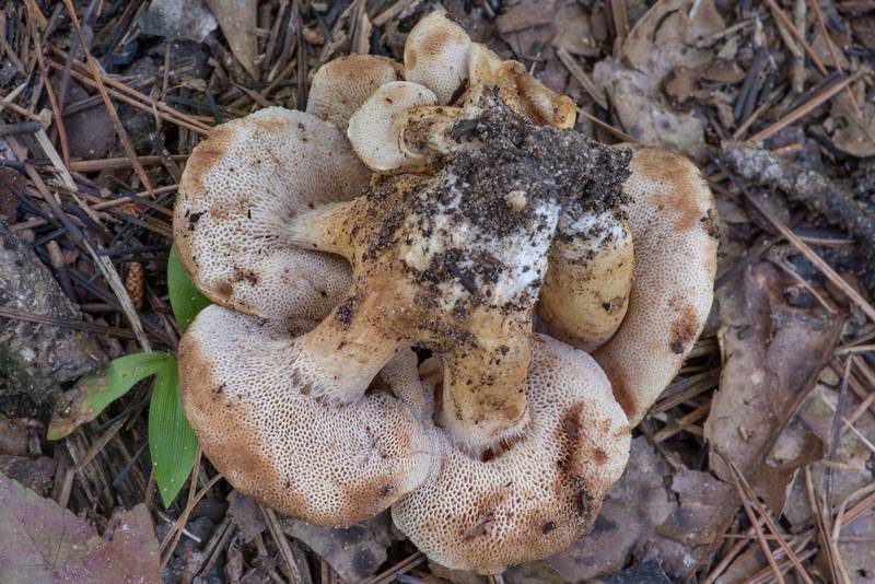 Bolete mushrooms Tylopilus rhodoconius(?) growing in a dense tuft (caespitose) under pines near Pole Creek on North Wilderness Trail of Little Lake Creek Wilderness in Sam Houston National Forest north from Montgomery. Texas, June 8, 2021