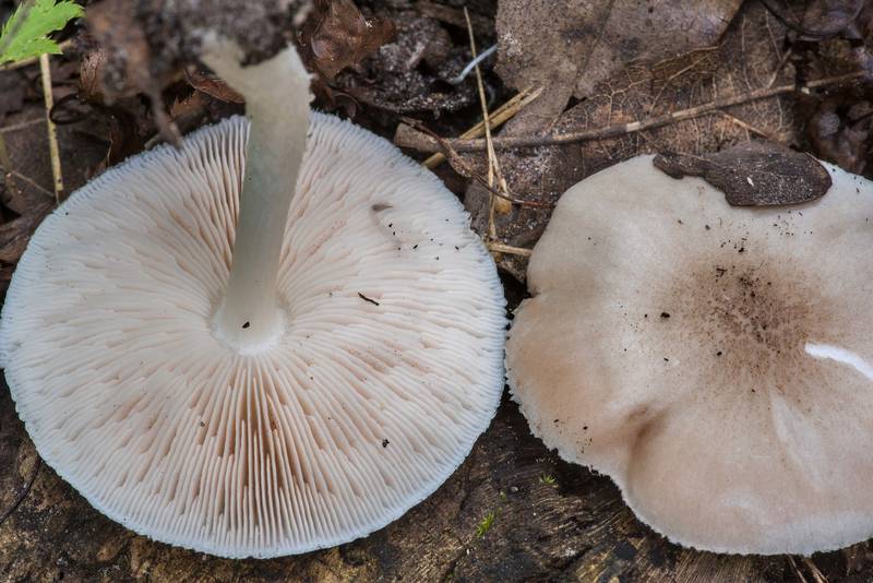 Underside of scaly shield mushrooms (Pluteus petasatus) on Yaupon Loop Trail in Lick Creek Park. College Station, Texas, July 3, 2021