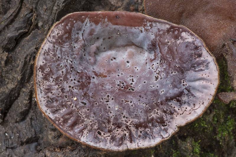 Underside of cloud ear jelly mushroom (Auricularia nigricans) on a big stump of a broken tree, could be elm, in Big Creek Scenic Area of Sam Houston National Forest. Shepherd, Texas, July 10, 2021